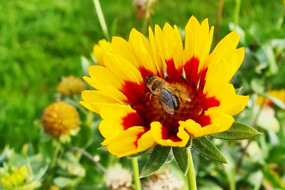 Ein Dauerblüher ist die malerische Kokardenblume. Sie ist pflegeleicht und zieht die Bienen an.