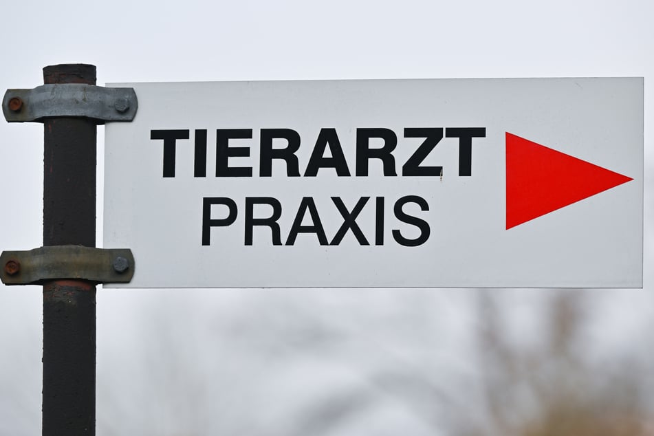Mehrere Operationen sollen Albi helfen, künftig besser atmen und fressen zu können. (Symbolfoto)