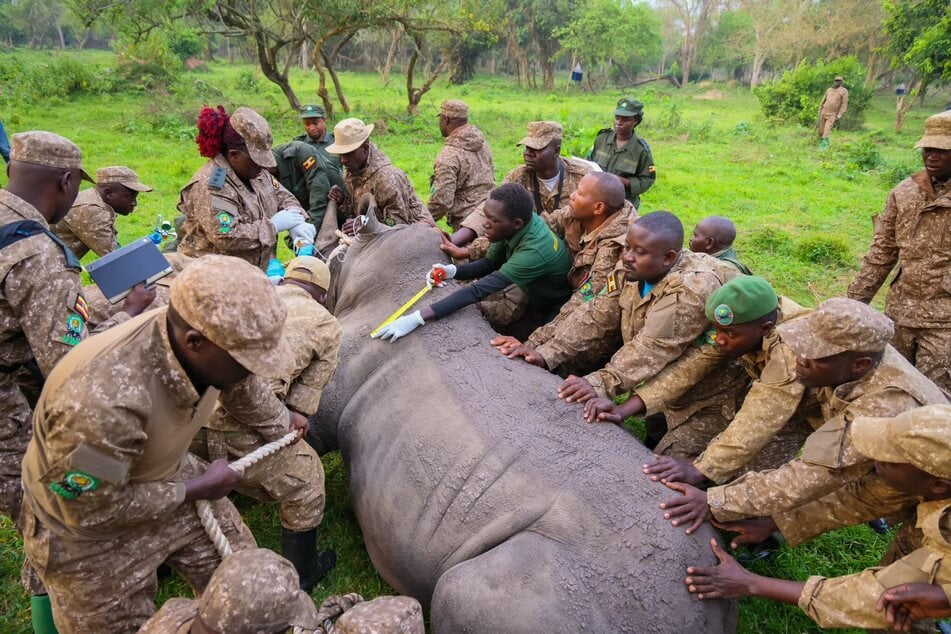 Die Nashörner stammen aus dem Ziwa Rhino Sanctuary.