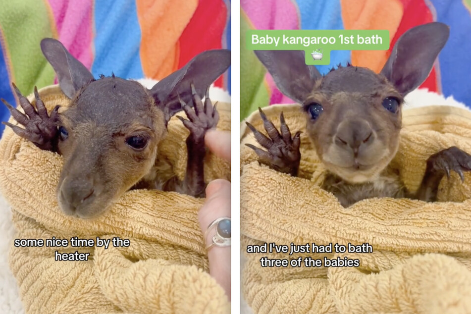Nach seinem ersten Bad sah das Känguru-Baby etwas erschöpft, aber glücklich aus.