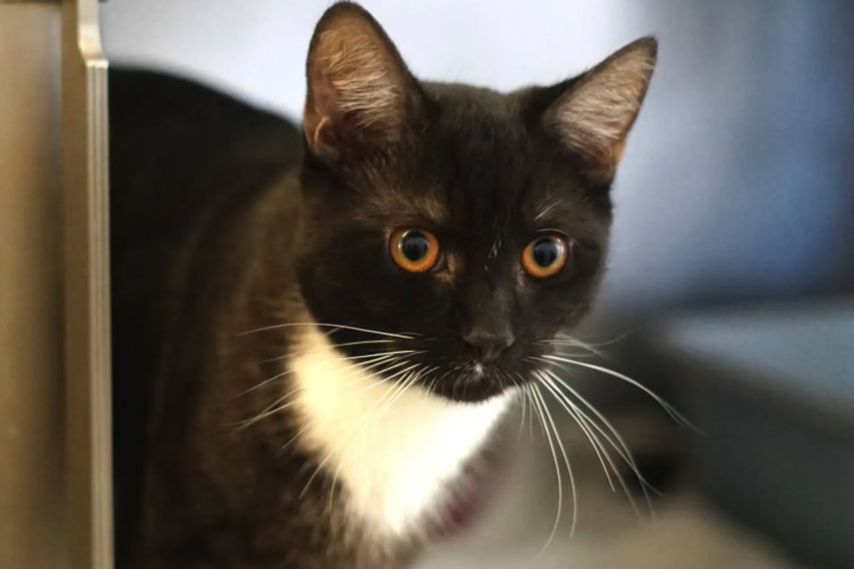 Der kleine Kater Radio ist lebhaft, selbstbewusst und verspielt.