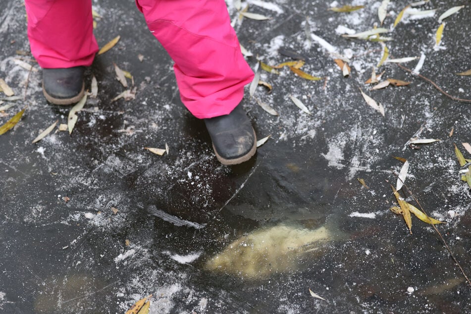 Mit steigenden Temperaturen tauen die Eisschichten, und die toten Fische treiben hoch. (Symbolbild)