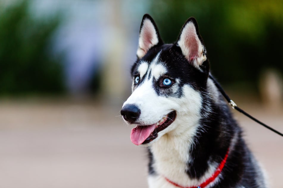 Bei dem Hund, den der Täter bei sich hatte, soll es sich um einen Husky gehandelt haben. (Symbolbild)