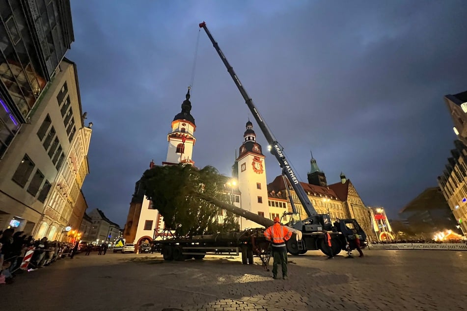 Mit einem riesigen Kran wurde die Fichte langsam in die Höhe gezogen.