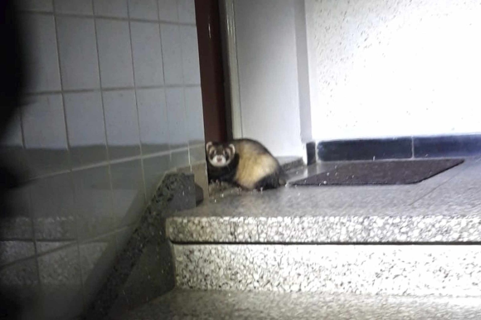 Tierischer Einbrecher: Frettchen "Klaus" war ausgebüxt und kratzte an der Tür des Nachbarn.