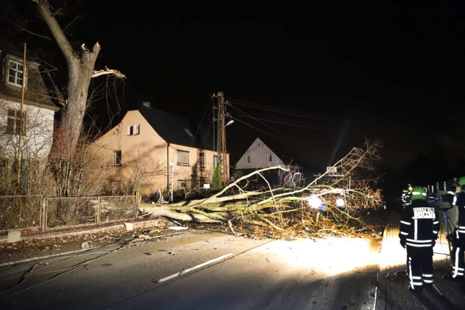 In Mittelbach beschädigte ein Baum mehrere Stromleitungen.