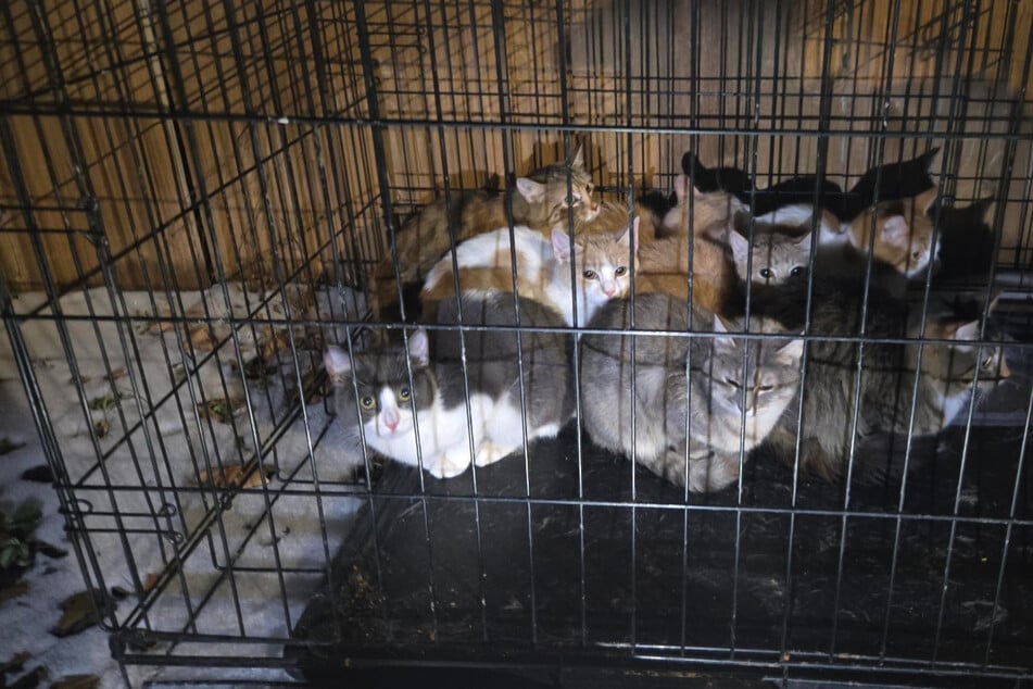 Bei Eiseskälte: Tierbesitzer setzt Kätzchen mitten im Schnee aus