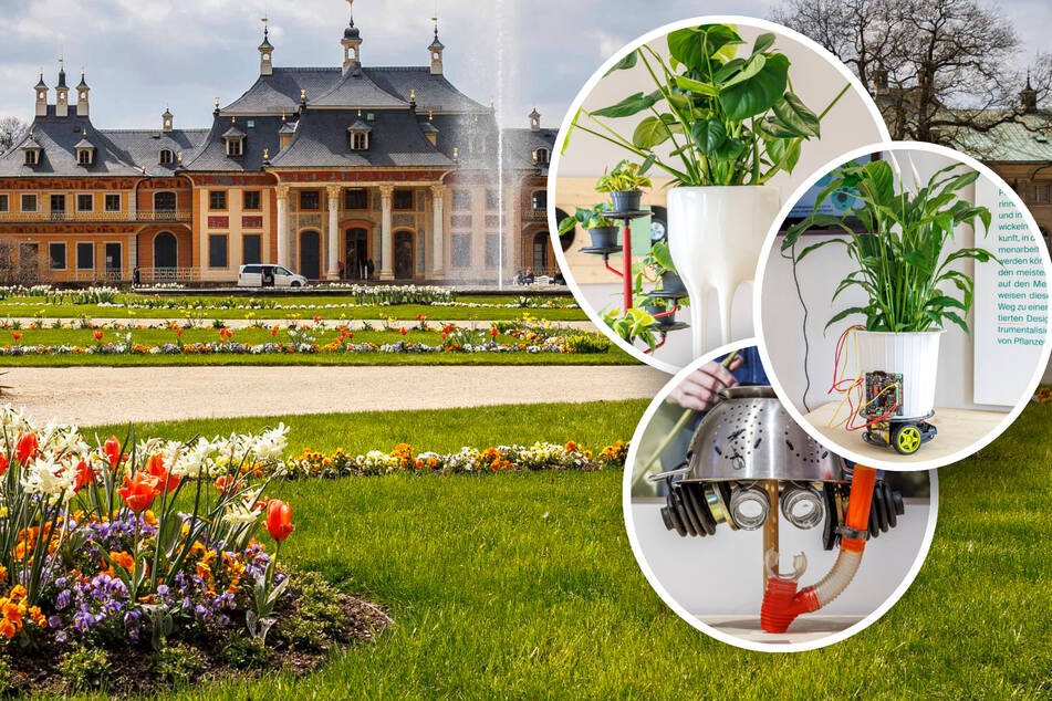 Dresden: Verrückte Design-Ideen in Pillnitz: Hier treibt das Pflanzenfieber seltsame Blüten