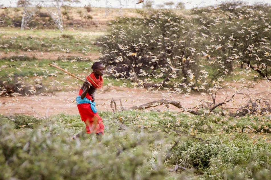 Ein Samburu-Junge kämpft in Kenia mit einem Holzstab gegen einen Schwarm Wüstenheuschrecken an. Monatelanger schwerer Regen hat in Ostafrika zur schlimmsten Heuschreckenplage seit Jahrzehnten in der Region geführt.