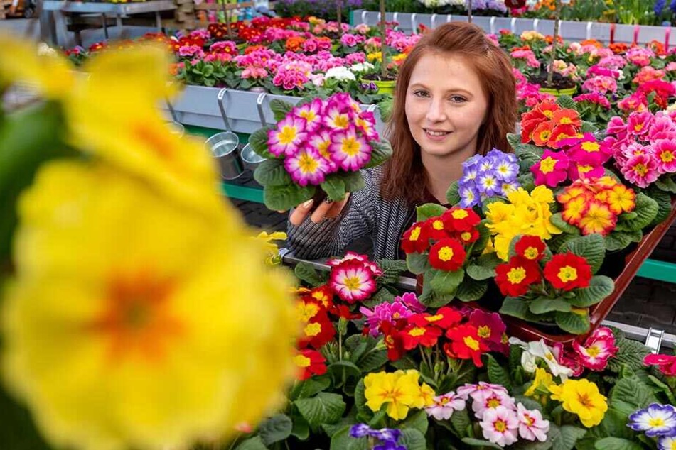 Chemnitz Hier gibt�s den Frühling für zuhause! TAG24