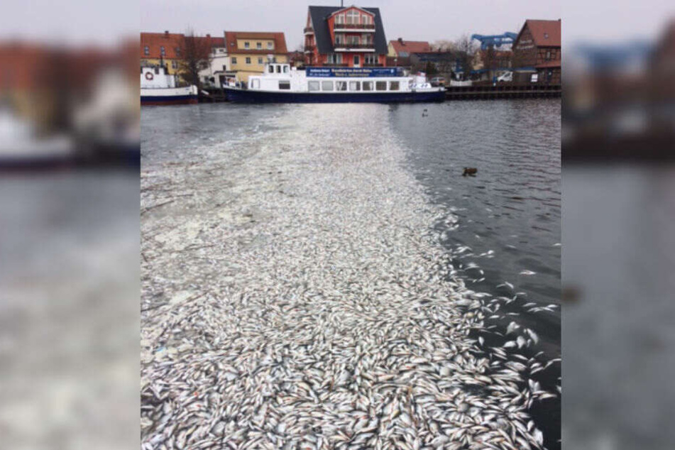 Tausende tote Fische liegen im Hafen von Wolgast.