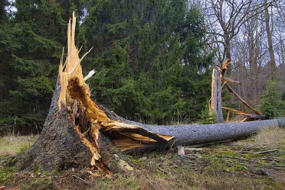 Und wieder knickte ein Sturmtief starke Fichten wie die Streichhölzer um - eine halbe Million Kubikmeter Holz allein in Sachsen.