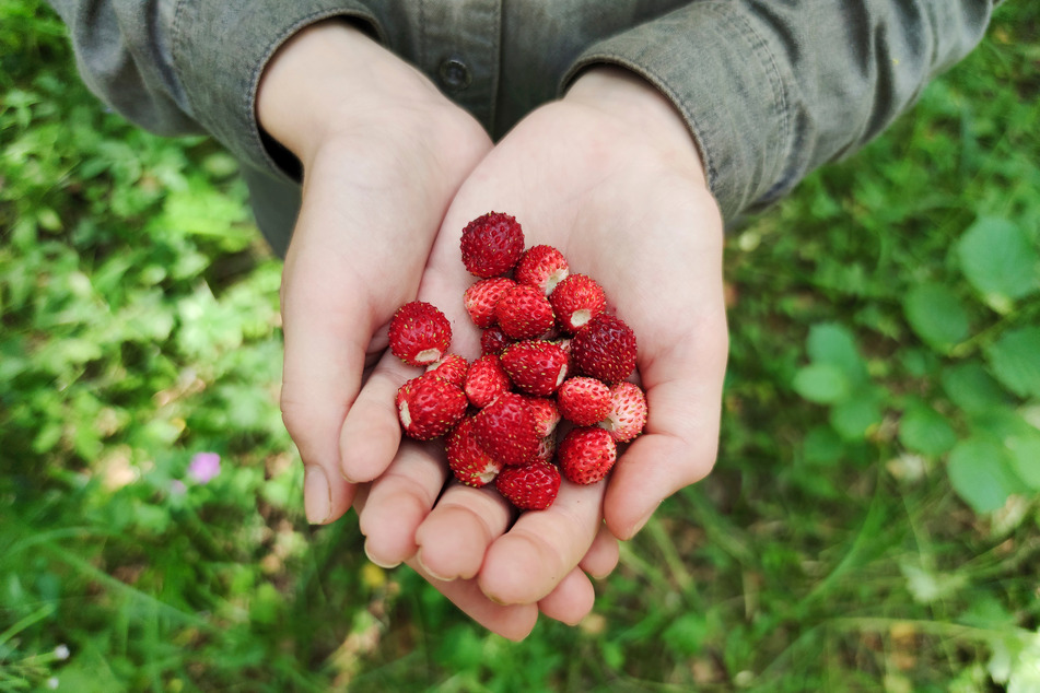 Wenn man Walderdbeeren gründlich abwäscht, dürfen Hunde sie fressen.