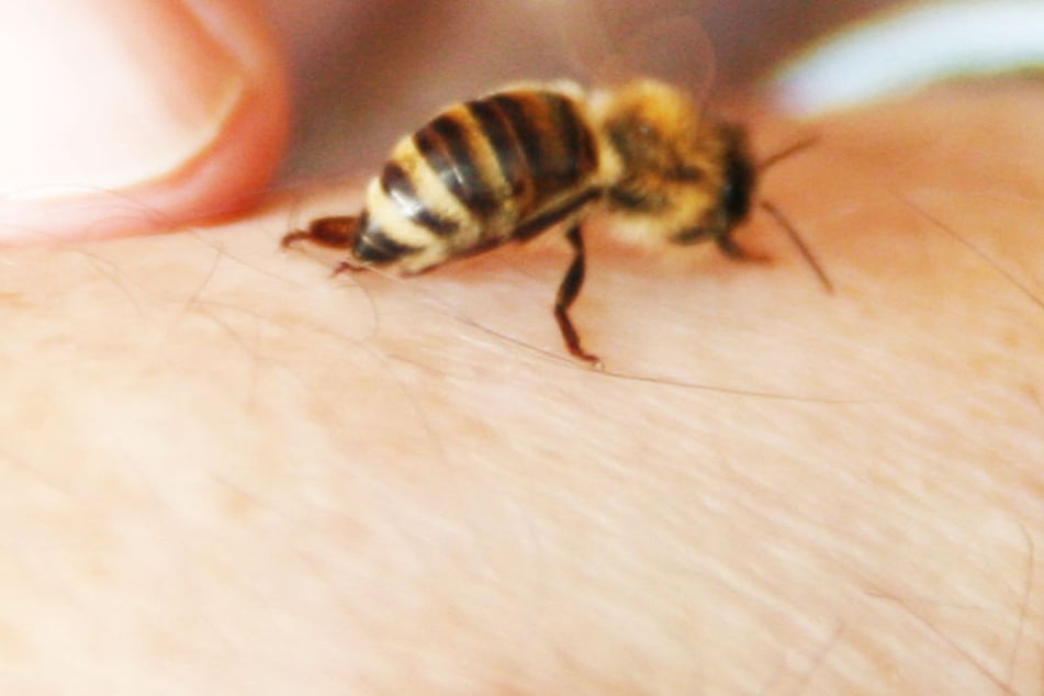 Ein Aktionsplan soll helfen, das Bienensterben in Grenzen zu halten.