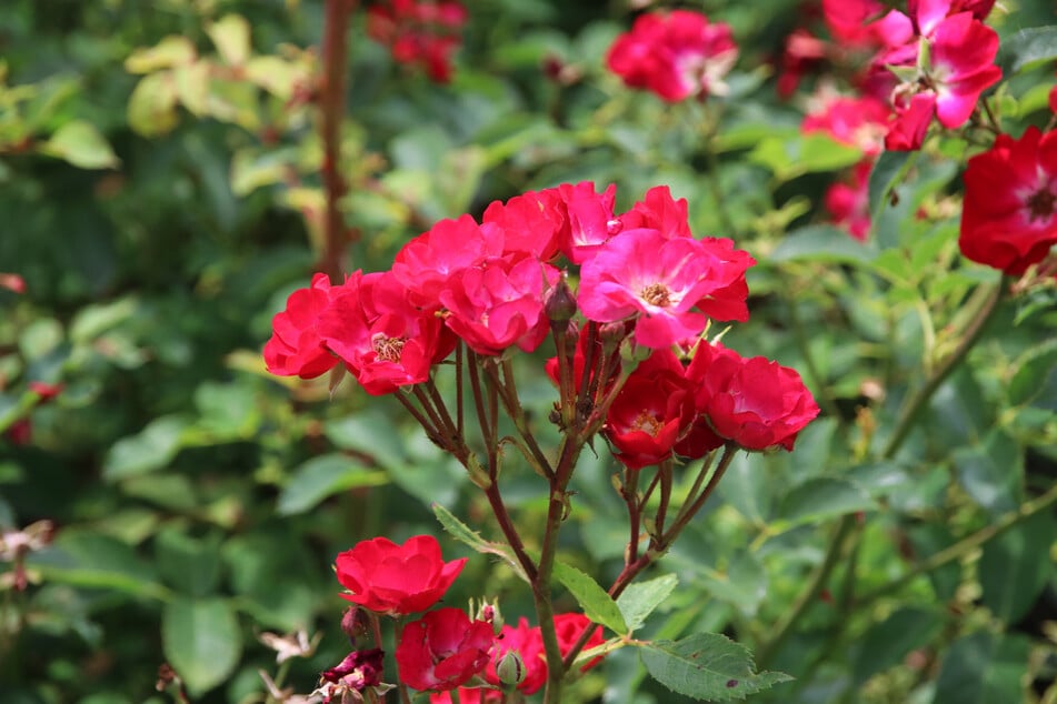 Der Gartenfreund macht es Dir einfach, denn diese Rose ist sehr robust.