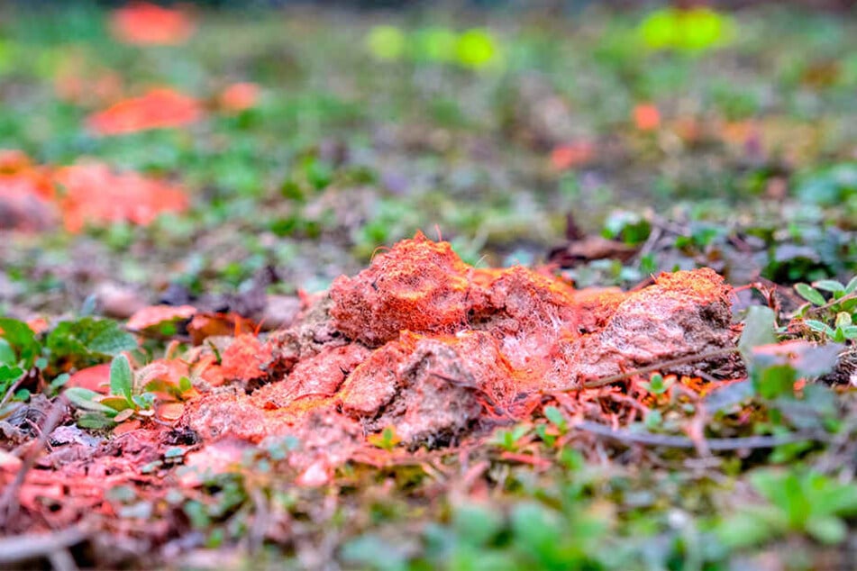 Abwechselnd in Rot und Gelb sprühte der Unbekannte die Hundehaufen an, die achtlos in der Nizzastraße liegen gelassen wurden.