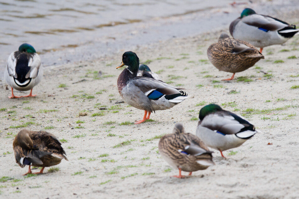 Bei einer toten Wildente, die an der Elbe in Torgau gefunden wurde, ist die Geflügelpest nachgewiesen worden. (Symbolbild)