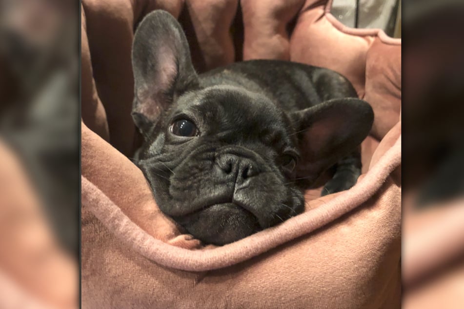 Die kleine Französische Bulldogge Cassie überlebte den Bärenangriff nicht.