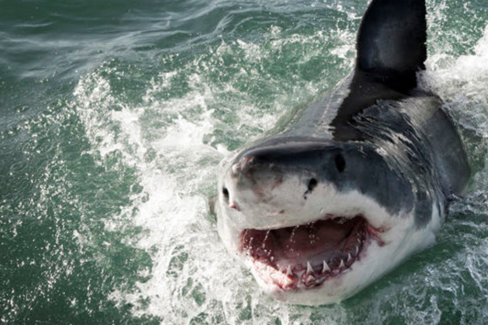 Junger Mann wird vor den Augen anderer Surfer von riesigem Weißen Hai attackiert
