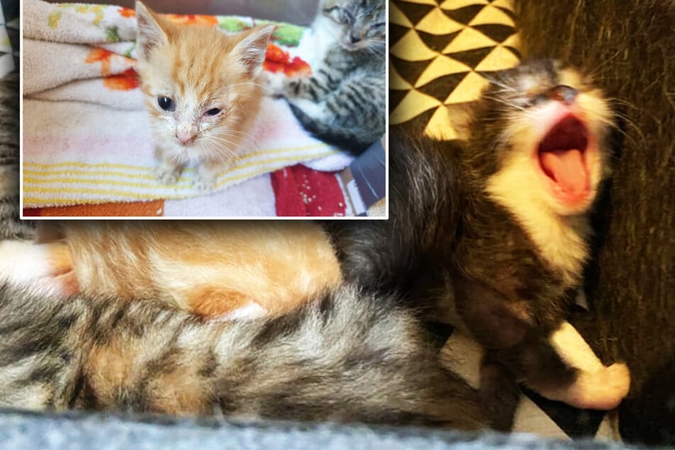 Tierhilfe kämpft um Leben von Katzenbabys: "Fliegeneier in der Nase, ein Bild des Jammers"