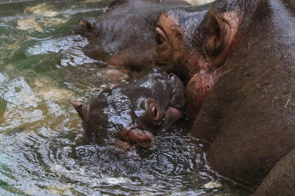 Das kleine Flusspferd ist noch nicht für Zuschauer sichtbar.