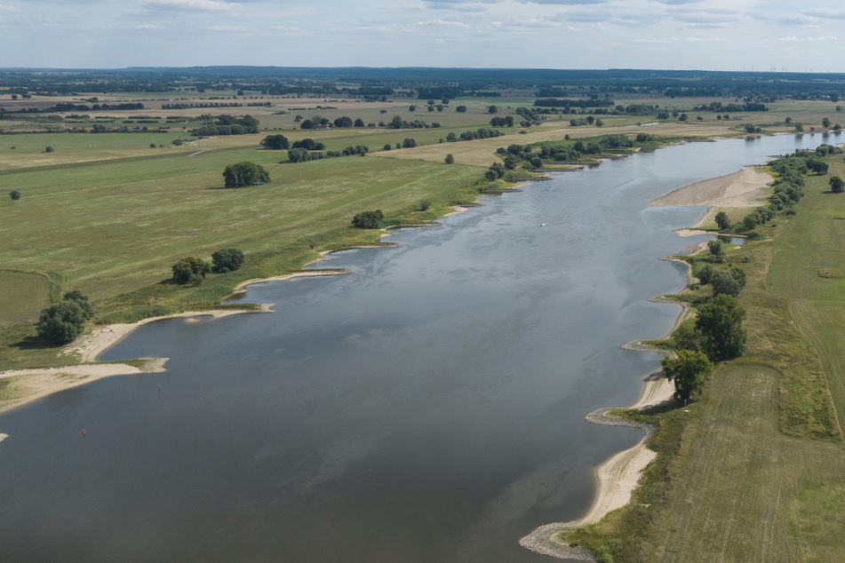 Niedriger Wasserstände der Elbe: Müssen Flussbewohner jetzt sterben?