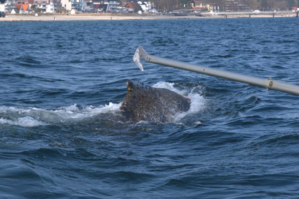Die Tierschützer haben ein Werkzeug entwickelt, um den Wal von der Leine zu befreien.