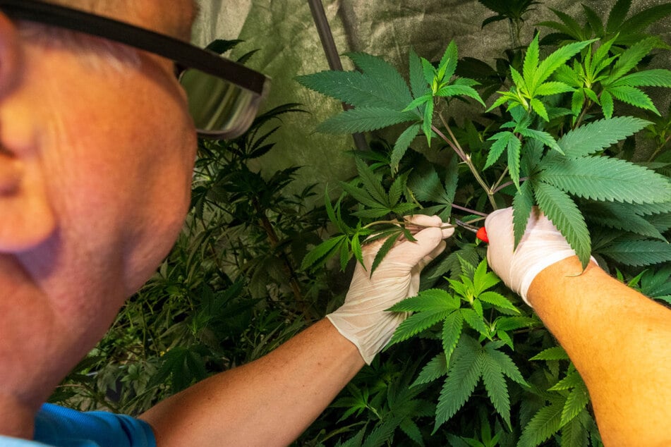 Seit dem 1. Juli konnten Cannabisclubs einen Antrag auf nicht kommerziellen Anbau stellen. Bayern arbeitet extrem langsam bei den Genehmigungen.