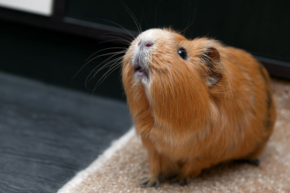 Wenn Meerschweinchen quieken, kann das mehrere Gründe haben.