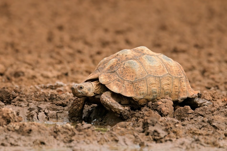 Sind die Umgebungsbedingungen zu trocken, können auch frei lebende Schildkröten zur Höckerbildung neigen.