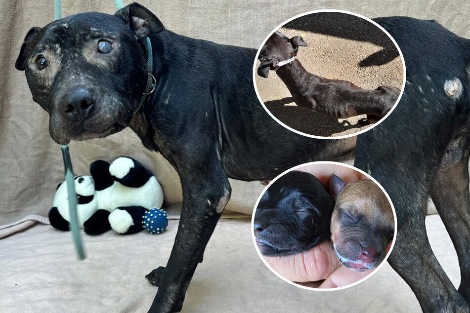 43 misshandelte Hunde aus "Folterkeller" gerettet: Hündin "Susi" sorgt für "Happy End"!