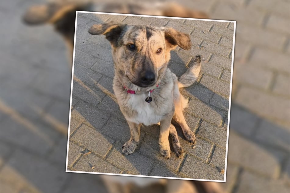 Malý Figaro trpí nesprávným postavením kyčle a loktů.