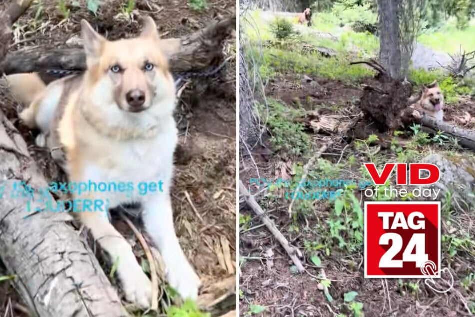 Viral Video of the Day for June 24, 2026: Woman's wild roars save dog from lurking bear