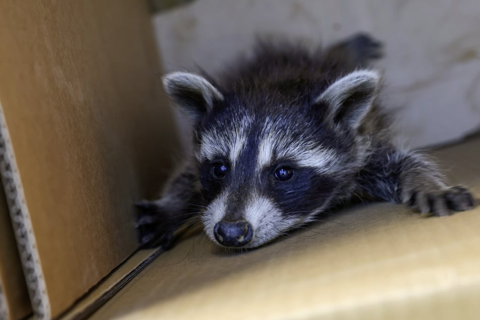 Nach der Rettung wurden die kleinen Tierchen dem zuständigen Jäger übergeben.