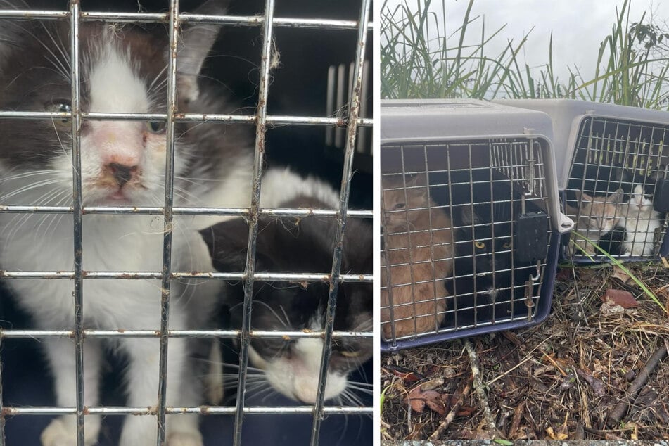 En los contenedores de transporte había un total de 19 gatos que habían sido abandonados.