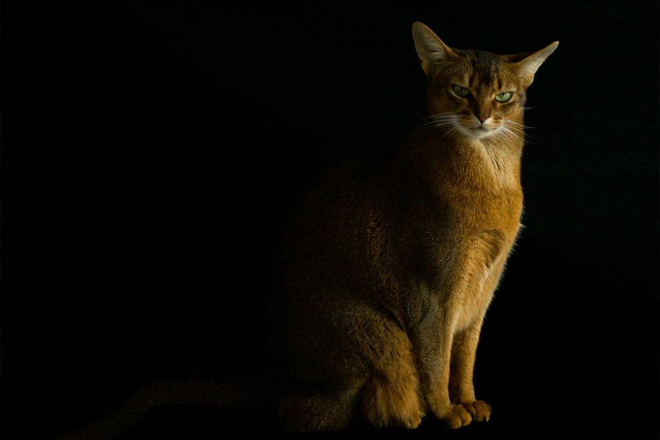 Few cats are more fascinating than the Abyssinian.