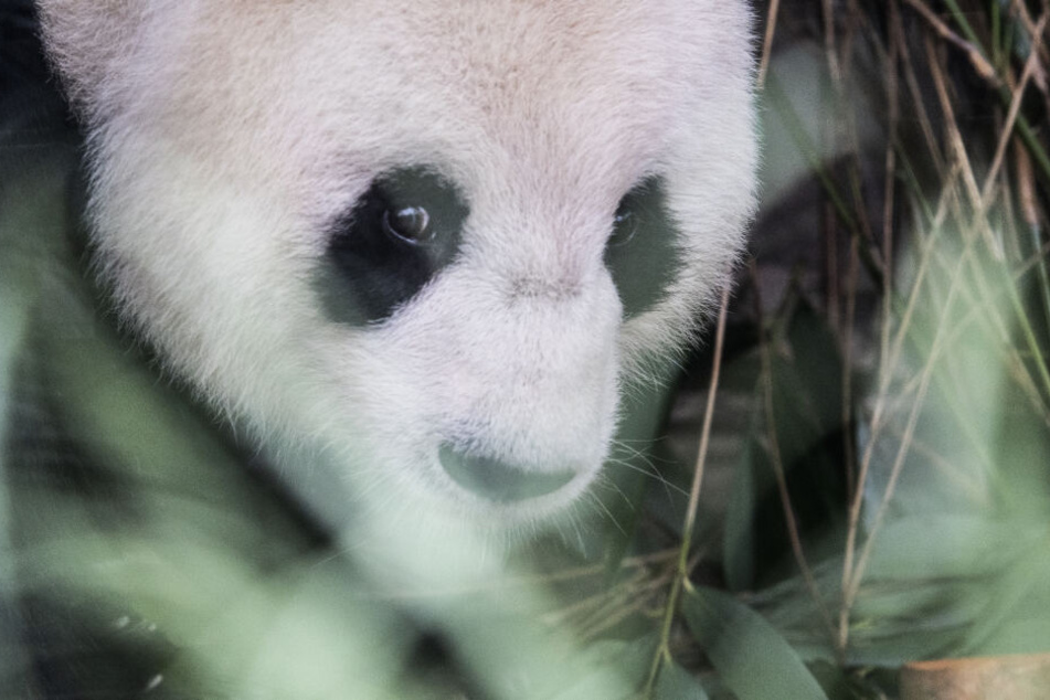 Panda-Weibchen Meng-Meng schaut die Besucher getrennt durch eine Scheibe an.