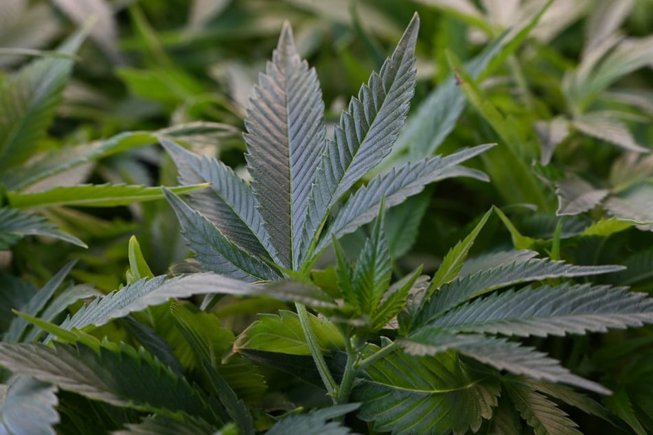 Die Teillegalisierung von Cannabis gilt bundesweit seit dem 1. April 2024. (Symbolbild)
