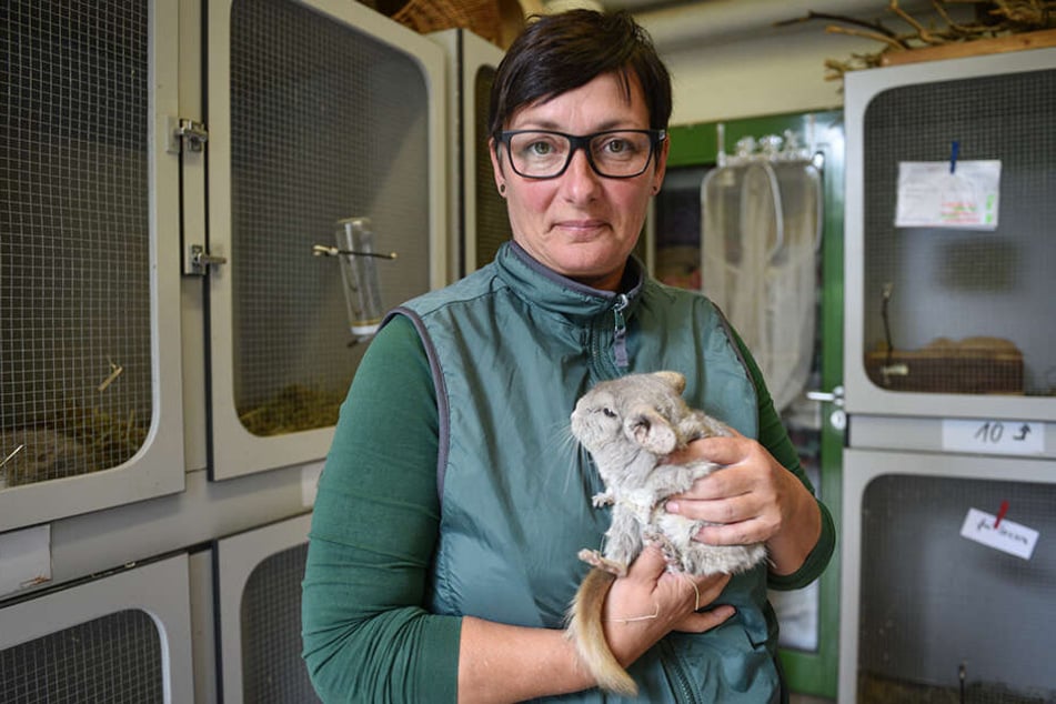 Tierpflegerin Peggy Haupt (46) mit Simone. Die Chinchilla-Dame sucht ein neues Heim mit viel Platz und Gesellschaft.