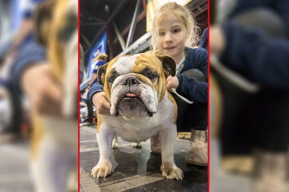 Neu und neugierig: Die englische Bulldogge Amy (3) und Frauchen Gracia (7) sind das erste Mal auf der internationalen Rassehunde-Ausstellung.