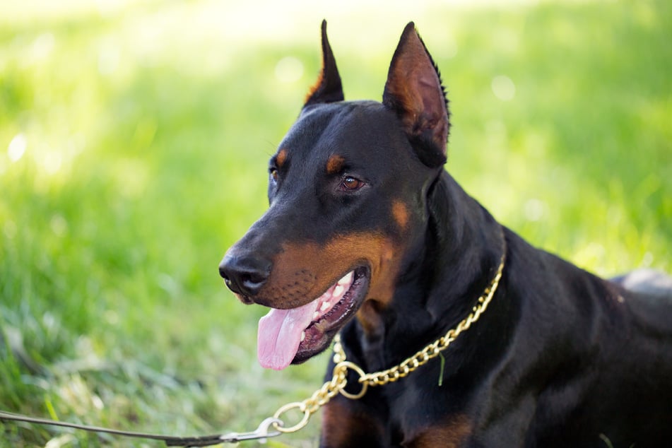 The Doberman of a woman from China died after a long illness. After his death, the owner wanted to get her animal back. (symbolic image)