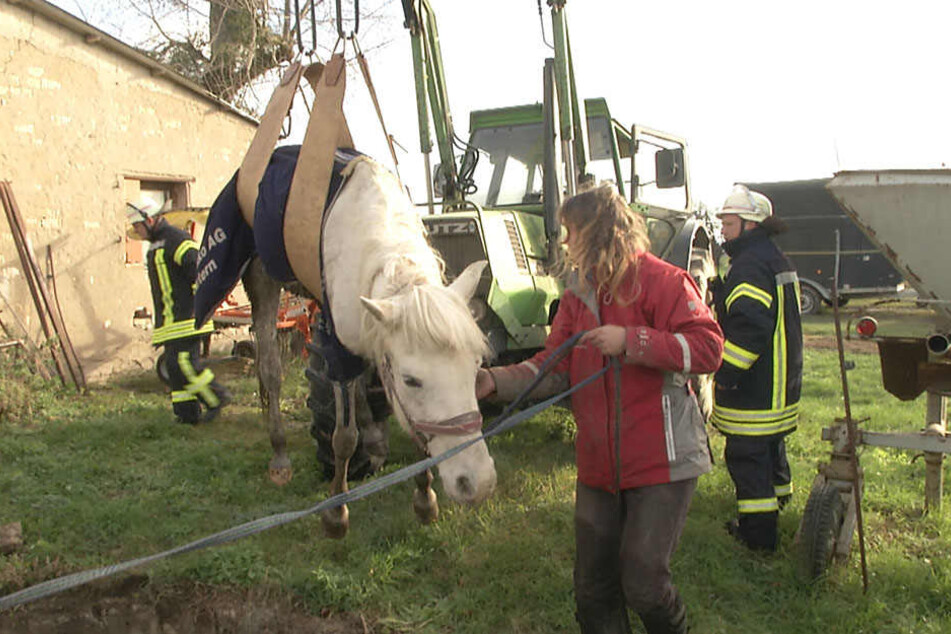 Die Feuerwehr konnte das Tier sicher bergen. Alegre geht es - abgesehen von ein paar Schürwunden - gut.