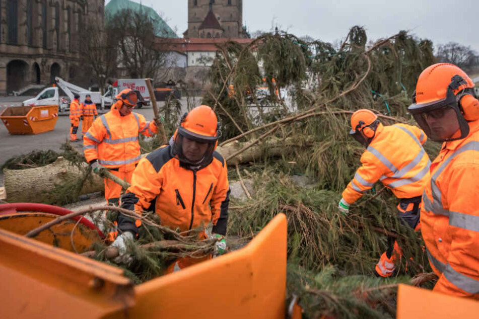 Der Baum wurde von Fachmännern umgelegt und zerkleinert.