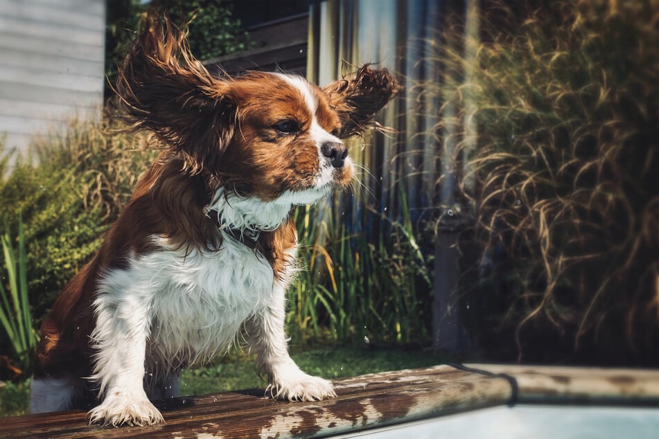 Cavalier King Charles spaniels are unbelievably popular and beautiful tiny dogs.