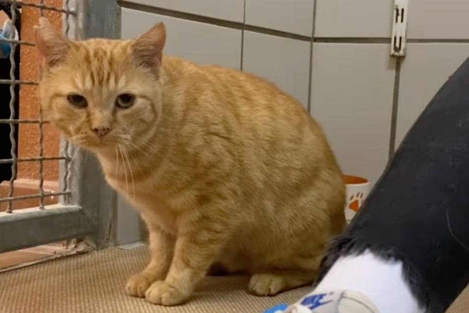 Kater Michael war schwer krank, als er vor einiger Zeit im Troisdorfer Tierheim eintraf.