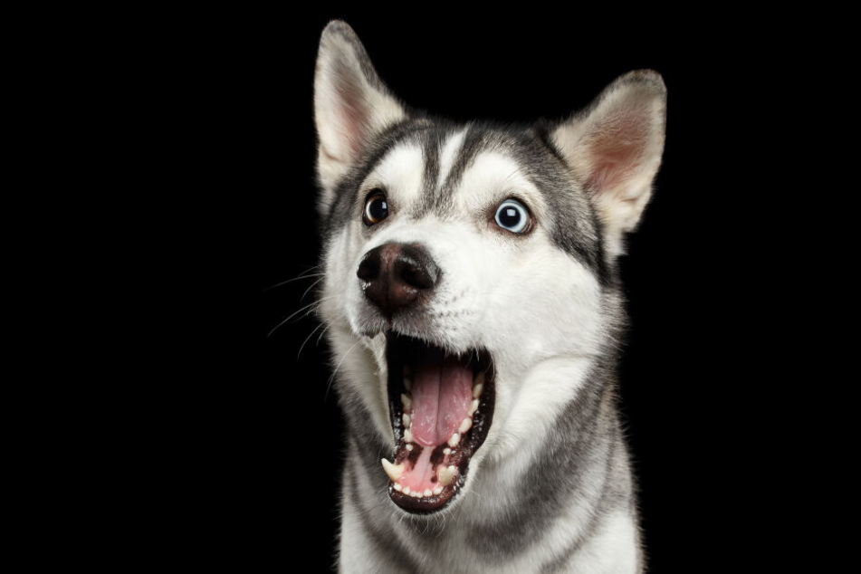 Der Husky blieb glücklicherweise unverletzt. (Symbolbild)
