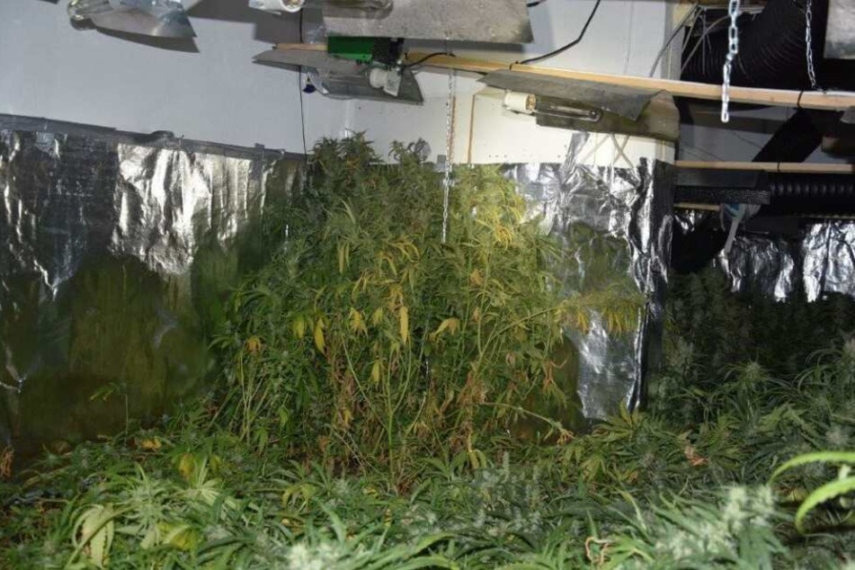 Die Cannabis-Pflanzen haben einen Straßenverkaufswert von rund 660.000 Euro.