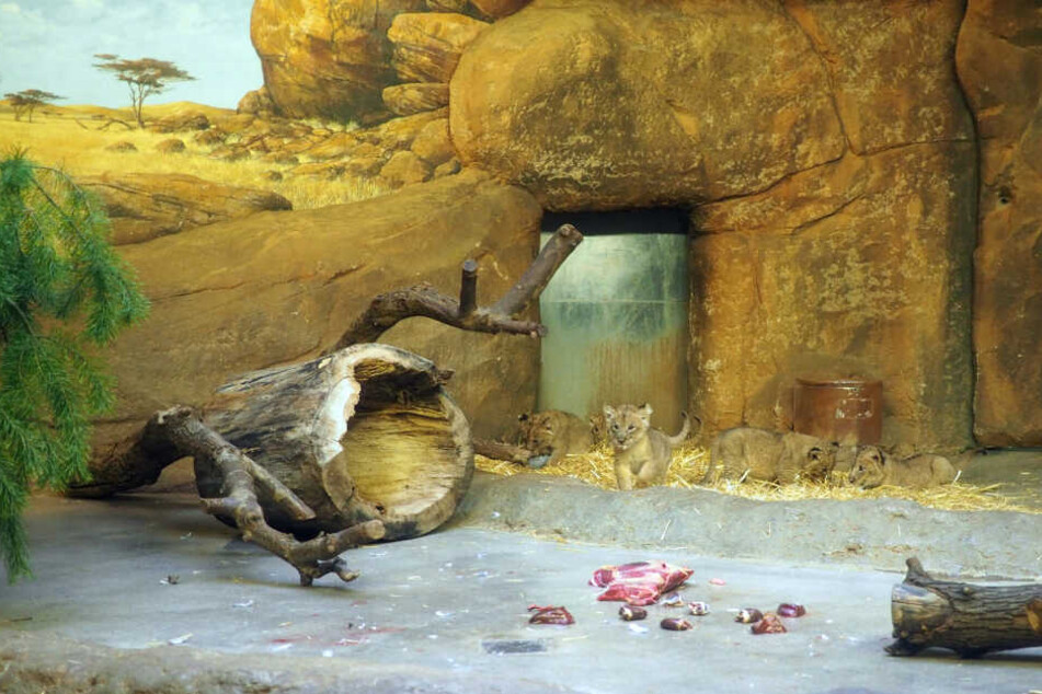 Hin und wieder zeigen sich die Jungtiere bereits in der Besucherschauhöhle.