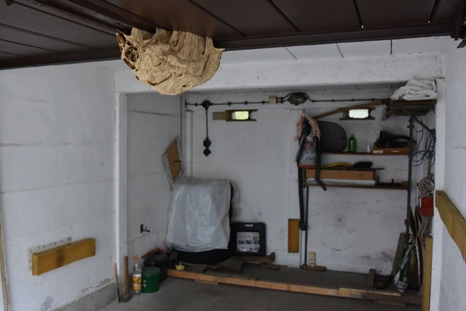 Dieses Hornissennest machte die Garage eines Görlitzers für Monate unbrauchbar.