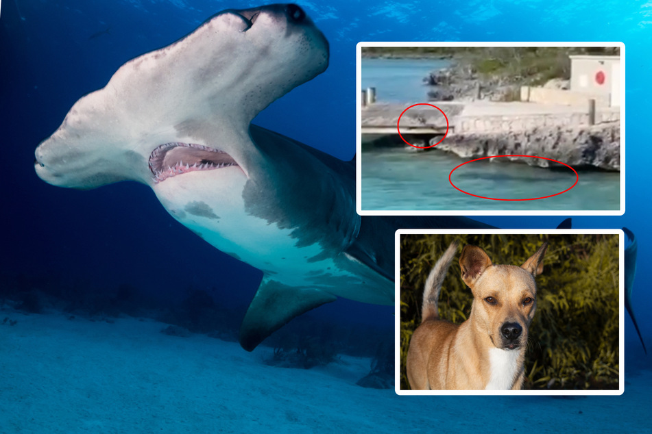 Hund legt sich mit Hai an und verscheucht den riesigen Meeresräuber